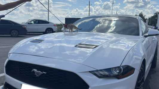 Ford Mustang VI Рестайлинг